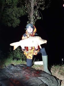 Mirror Carp