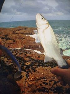 European Bass (Seabass)
