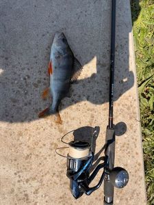 European Perch
