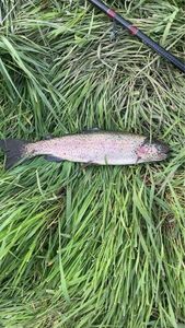 Rainbow Trout