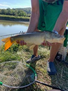 Mirror Carp