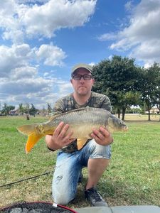 Common Carp