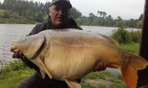 Mirror Carp