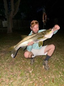 Common Snook
