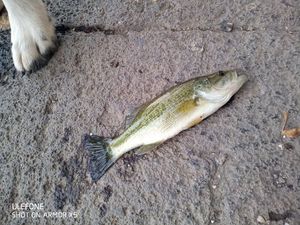 Largemouth Bass