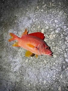 Vivaneau