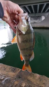 European Perch