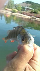 European Perch