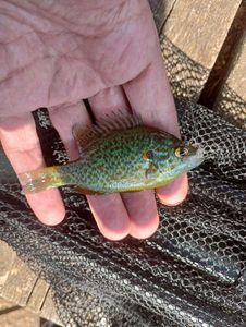 Green Sunfish