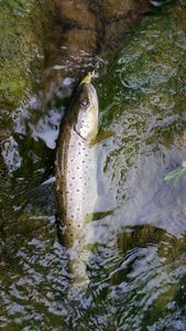 Brown Trout