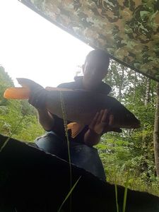 Common Carp