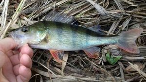 European Perch