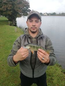 European Perch