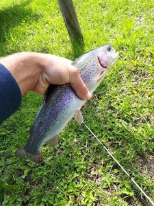 Rainbow Trout