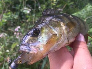 European Perch