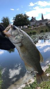 Largemouth Bass