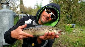 Brown Trout