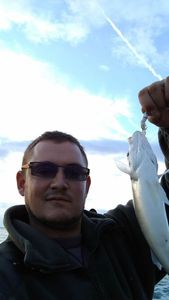 European Bass (Seabass)