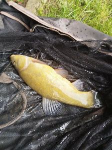 Tench