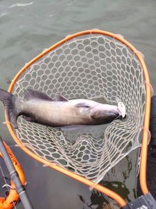 Channel Catfish