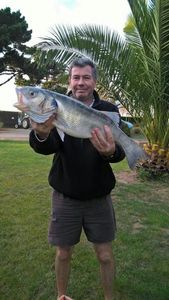 European Bass (Seabass)