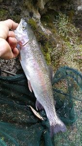 Rainbow Trout