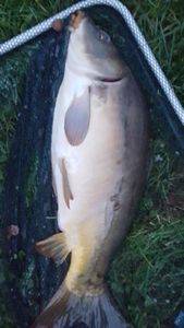 Leather Carp