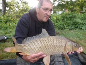 Common Carp