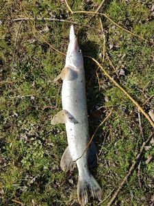 Northern Pike