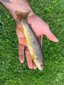 Brown Trout