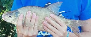 Common Bream
