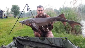 Siberian Sturgeon