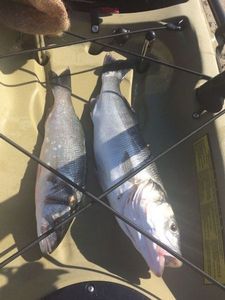 European Bass (Seabass)