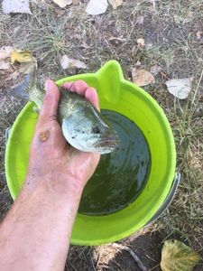 Largemouth Bass