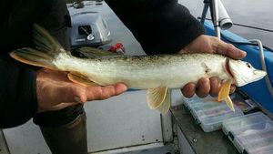 Northern Pike