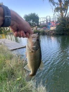 Largemouth Bass