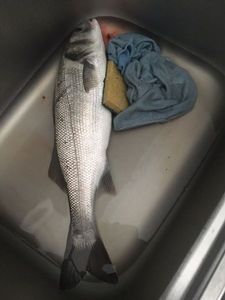 European Bass (Seabass)