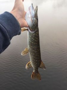 Northern Pike