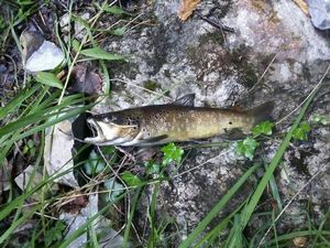Brown Trout