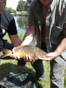 Mirror Carp
