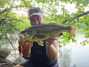 Largemouth Bass