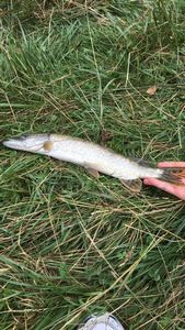 Northern Pike