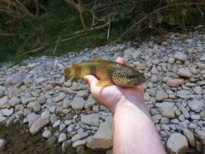 Brown Trout