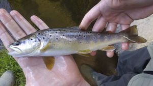 Brown Trout