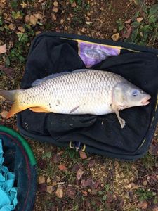 Common Carp