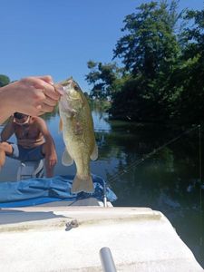 Largemouth Bass