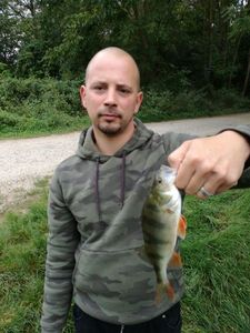 European Perch