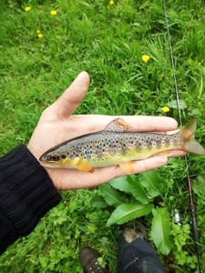 Brown Trout