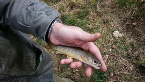 Brown Trout