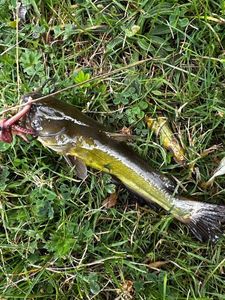 Black Bullhead